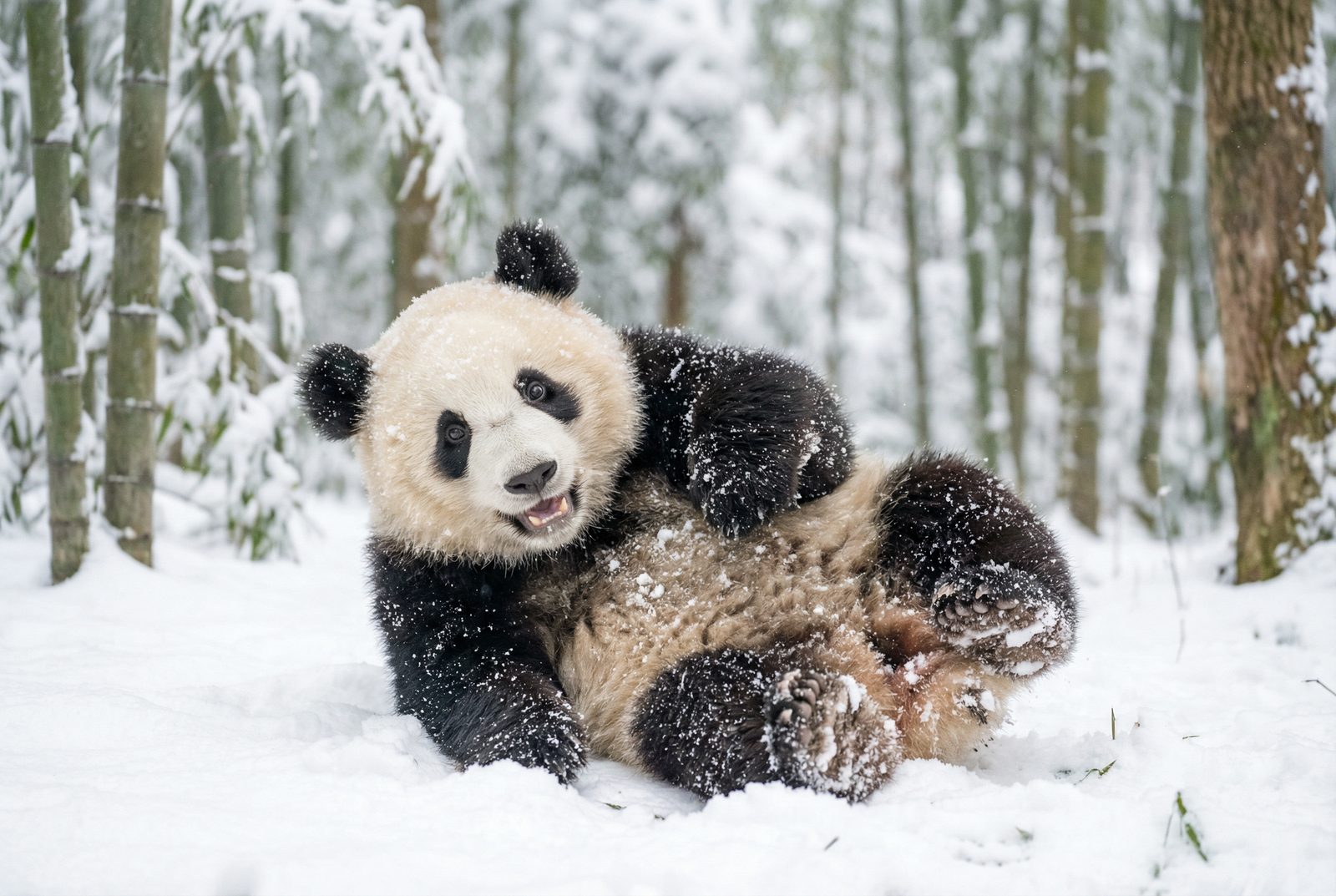 海角熊猫雪地嬉戏视频