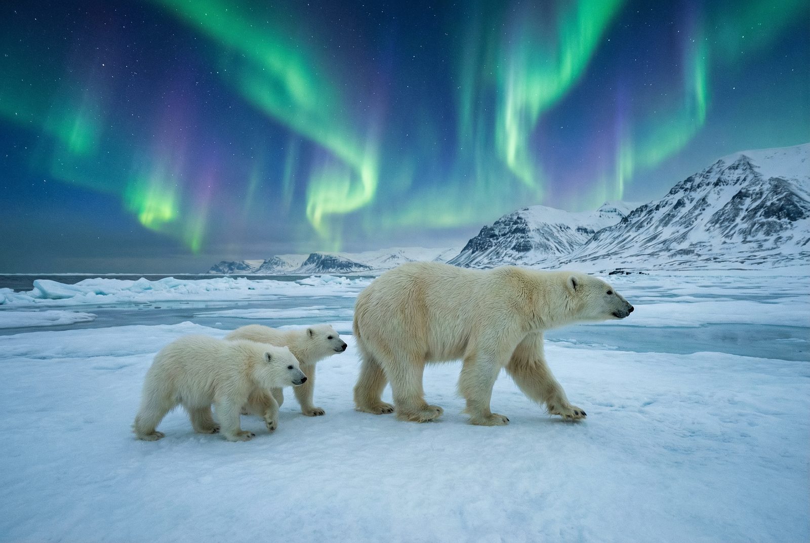 海角北极熊极光视频